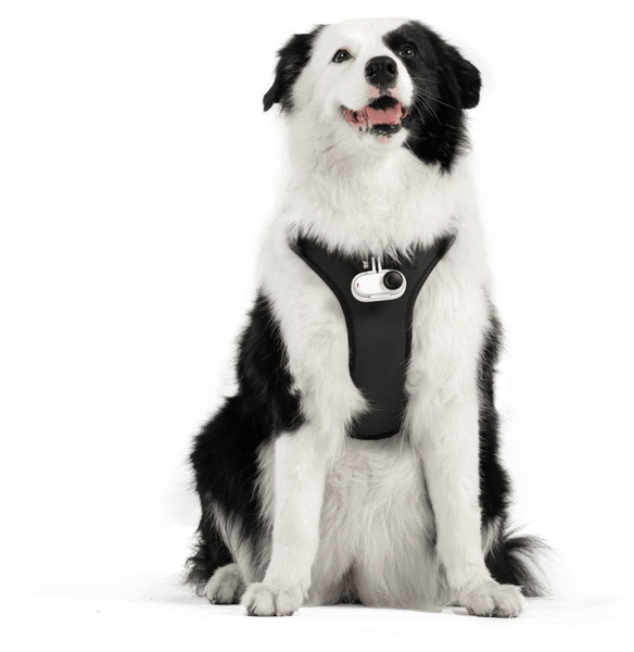 Hovedbilde Insta360 Pet Harness Mount Size L