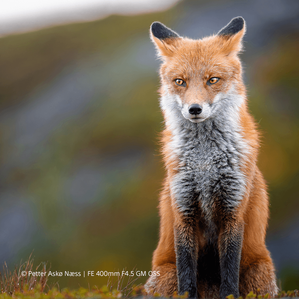 Sony FE 400mm F4.5 GM OSS